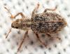 Polydrusus sp.